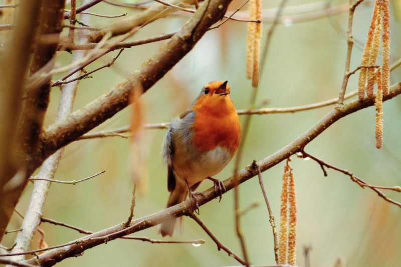 The Captivating Power of Birdsong