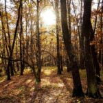 Shinrin Yoku – The Practice of Forest Bathing